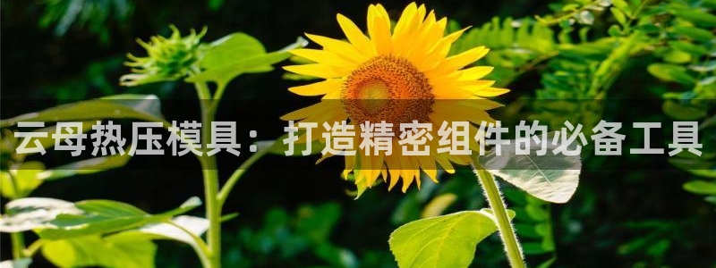 易倍电竞